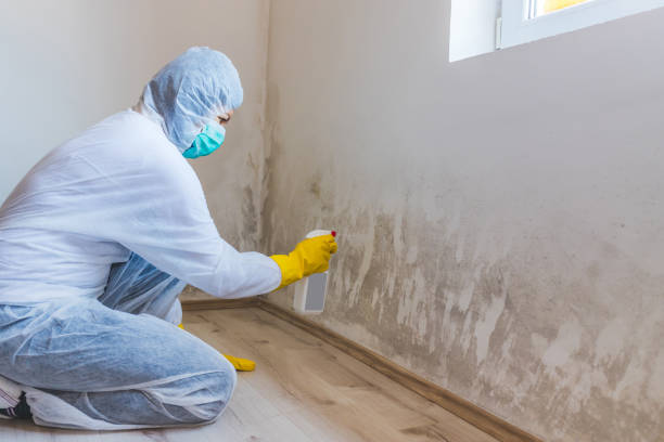 Mold Remediation specialist working in Forest Hill